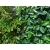 Photinia hedge fake,