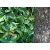 siepe finta mod. Photinia,