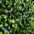 Artificial hedge Jasmine