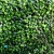 Artificial hedge Jasmine