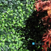 Artificial hedge Jasmine